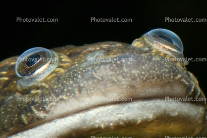 Face, eyes, African Clawed Frog, (Xenopus laevis), Pipidae