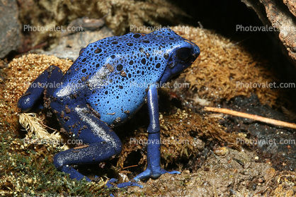 Blue Poison Dart Frog, (Dendrobates azureus), Okopipi
