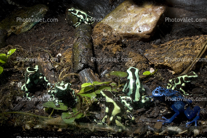Green and Black Dart Frog, (Dendrobates auratus), Dendrobatidae
