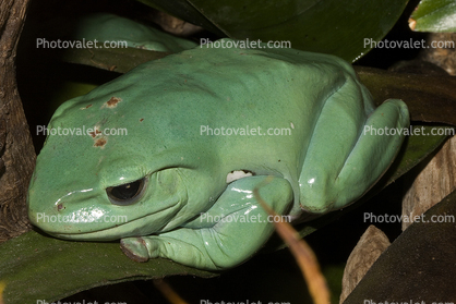 Giant Tree Frog, Polypaedates sp