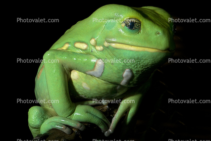 Waxy Monkey Frog, (Phyllomedusa sauvagii), Hylidae, Phyllomedusinae, Arboreal, Lissamphibia