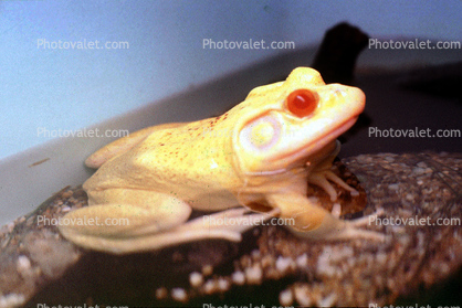 Albino Frog, North American Bull Frog, (Rana catesbeiana), Ranidae, eye
