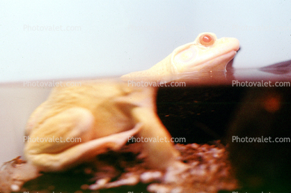 Albino Frog, North American Bull Frog, (Rana catesbeiana), Ranidae