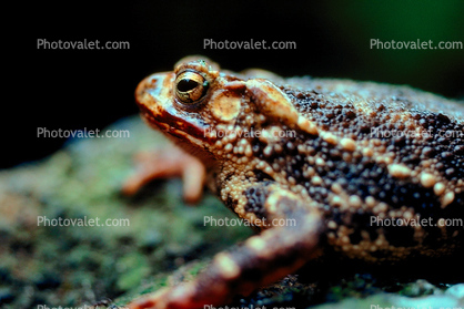 Frog, Ubud, Bali, Indonesia