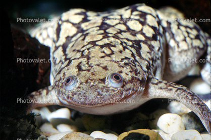 African Clawed Frog, (Xenopus laevis), Pipidae
