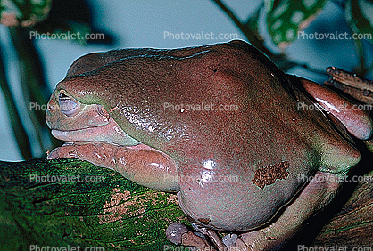 White's Tree Frog, (Litoria caerulea), Hylidae