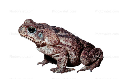 Marine Toad, (Bufo marinus), Bufonidae, Bufo, Rhinella, poisonous predator, photo-object, object, cut-out, cutout