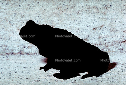 Marine Toad, (Bufo marinus), Bufonidae, Bufo, Rhinella, poisonous predator