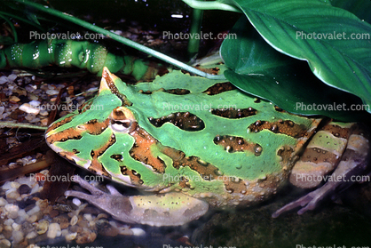 Argentine horned frog, (Ceratophrys ornata), [Lepodactylidae], pacman frog, Biomimicry