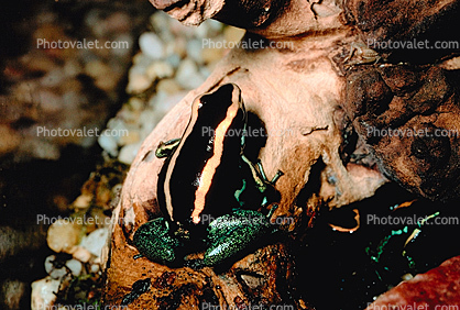 Golfodulcean Poison Frog, (Phyllobates vittatus), Dendrobatidae