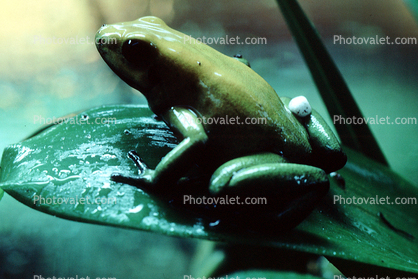 Black-Legged Poison Frog