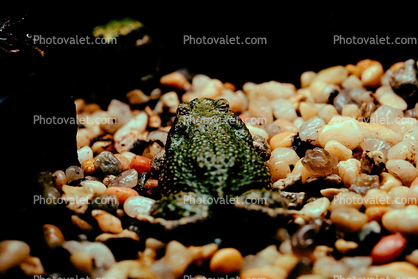 Western Green Toad, (Bufo debilis), [Bufonidae]
