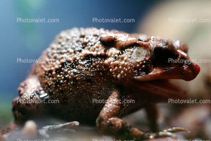 Southern Toad, (Bufo terrestris), Bufonidae