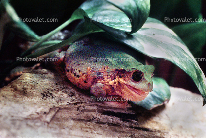 Marsupial Frog, (Gastrotheca riobambae), Hemiphractidae