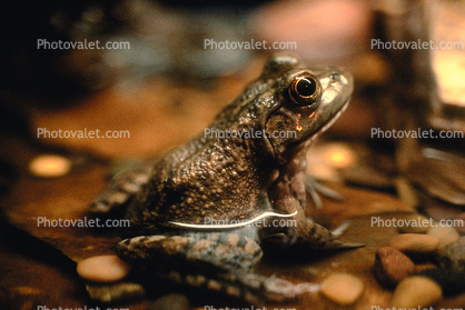 North American Bull Frog, (Rana catesbeiana), Ranidae