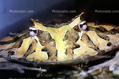 Argentine horned frog, eye, (Ceratophrys ornata), [Lepodactylidae], pacman frog