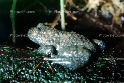 Yellow-Bellied Toad, (Bombina variegata), Archaeobatrachia, Bombinatoridae, [Discoglossidae]