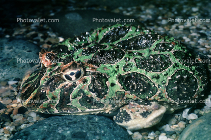 Argentine horned frog, (Ceratophrys ornata), [Lepodactylidae], pacman frog