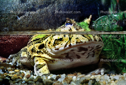 Argentine horned frog, (Ceratophrys ornata), [Lepodactylidae], pacman frog