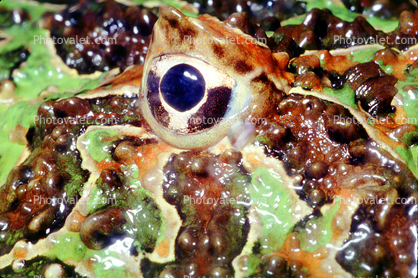 Argentine horned frog, (Ceratophrys ornata), [Lepodactylidae], pacman frog, eye