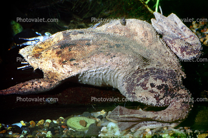 Suriname Toad (Pipa pipa), Pipidae
