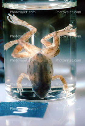 Pacific Tree Frog, (Hyla regill)