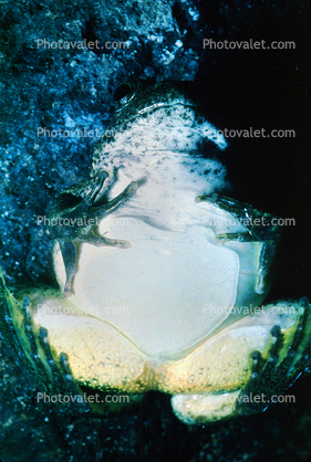 Yellow-legged Frog, Rana boylii, endangered