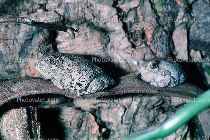 Gray Tree Frog, (Hyla versicolor), Hylidae