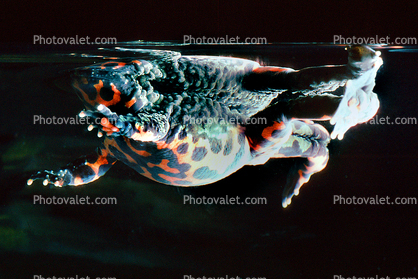 Fire-Bellied Toad Underwater (Frog), (Bombina orientalis), Bombinatoridae