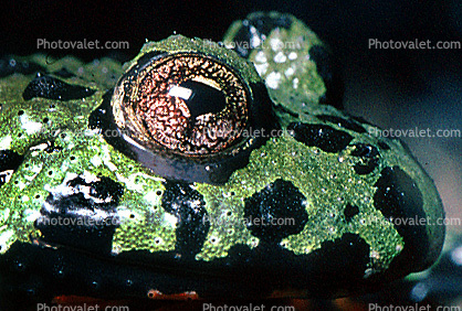 Fire-Bellied Toad (Frog), (Bombina orientalis), Bombinatoridae
