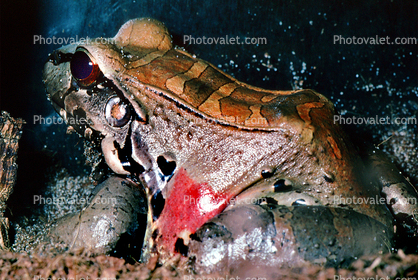 Smoky Jungle Frog, (Leptodactylus pentadactylus), Leptodactylidae, Biomimicry