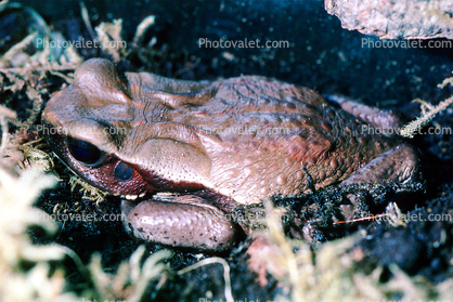 Spotted Toad, (Bufo guttatus), Bufonidae, rainforest, jungle