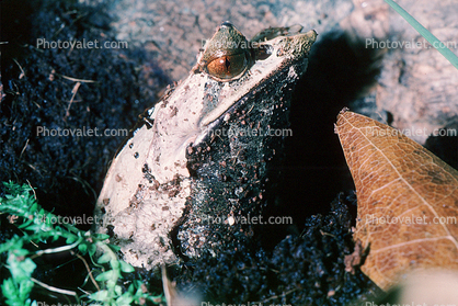 Malayan Horned Frog, (Megophrys nasuta), Megophryidae, Megophrys, Pelobatida, Leaf Frog