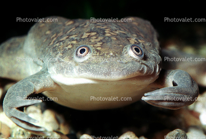 African Clawed Frog (Xenopus laevis), Pipidae