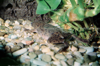 Western Dwarf Clawed Frog, (Hymenochirus curtipes), Pipidae