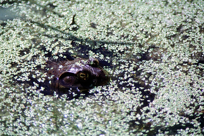 Frog, Swamp, wetlands