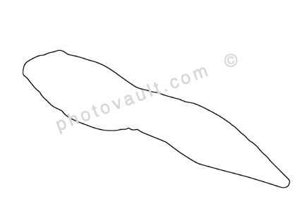 Tadpole Outline, line drawing, shape