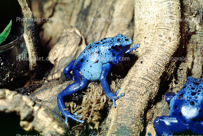 Blue Poison Dart Frog, (Dendrobates azureus), Okopipi