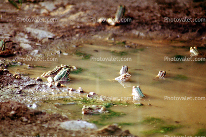 Frogs, Mud Puddle, water