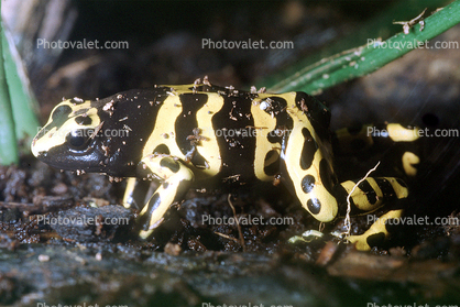 Yellow and Black Poison Dart Frog, (Dendrobates leucomelas), Dendrobatidae