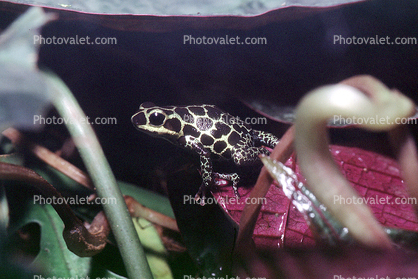 Mimic Poison Frog, (Ranitomeya imitator), Dendrobatidae, (formerly Dendrobates imitator)