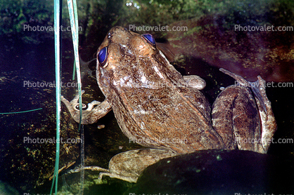 Leopard Frog, (Rana pipiens complex), Rana, Ranidae