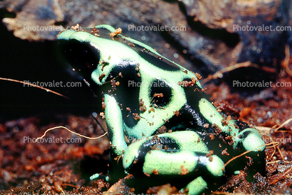 Poison Dart Frog [Dendrobatidae]
