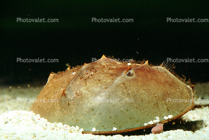 Horseshoe Crab, Limulus