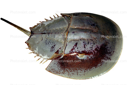 Horseshoe Crab, photo-object, object, cut-out, cutout