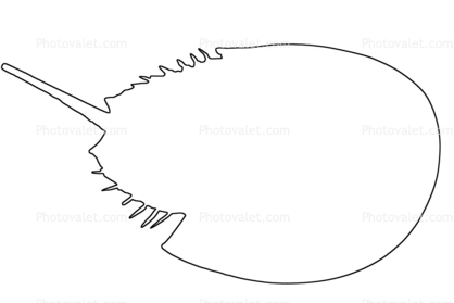 outline of a Horseshoe Crab, line drawing, shape