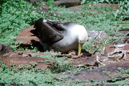 nesting Albatrosses