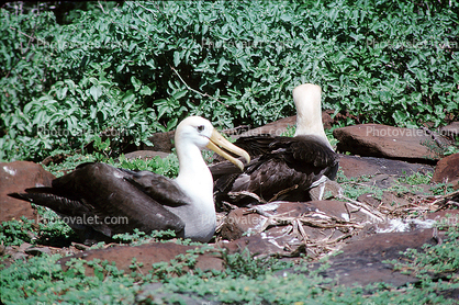 nesting Albatrosses