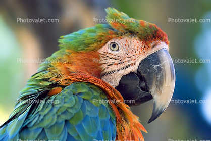 Catalina Macaw, Parrot, Psittacidae