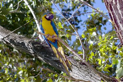 Blue and Gold Macaw, (Ara ararauna)